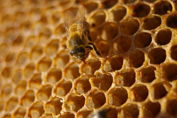Gerucht: Honeycomb arriveert in februari als Android 2.4