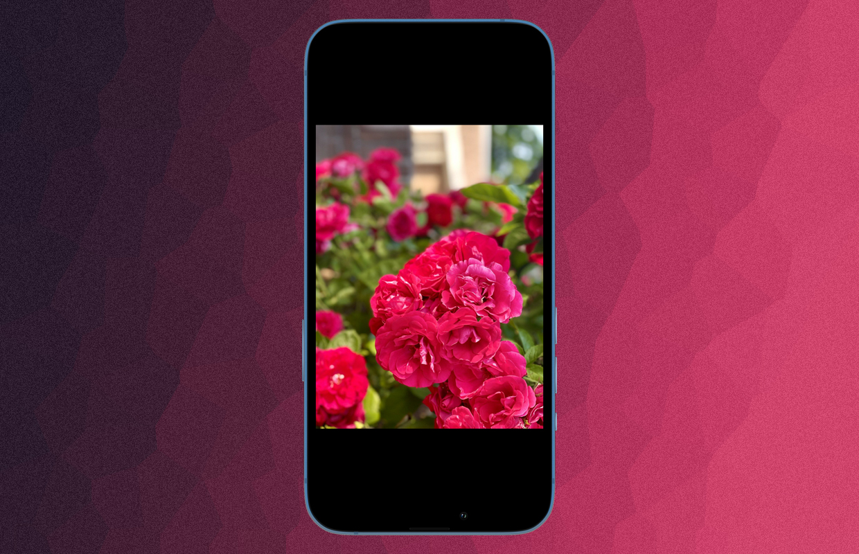 Verborgen functie op je iPhone: planten identificeren vanuit de app Foto’s